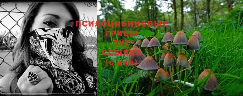 Псилоцибиновые грибы Cubensis  Шуя 