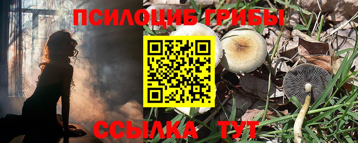 Псилоцибиновые грибы Psilocybine cubensis Шуя