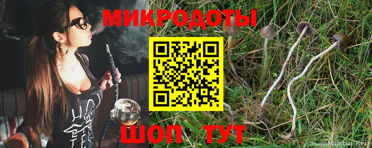 Галлюциногенные грибы Psilocybe Шуя